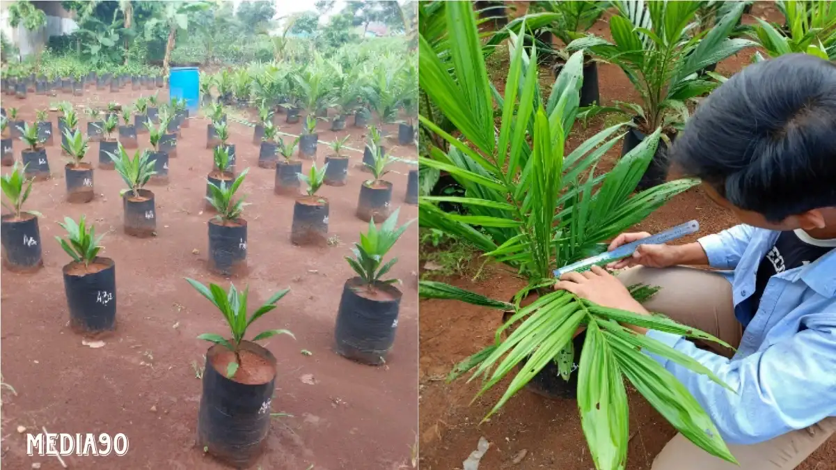 Polinela Kembangkan Inovasi Pemupukan pada Bibit Kelapa Sawit dengan Pupuk Organik Cair