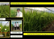 Polinela Inovasi Teknologi Produksi Padi melalui Sistem Budidaya Multi Kanopi