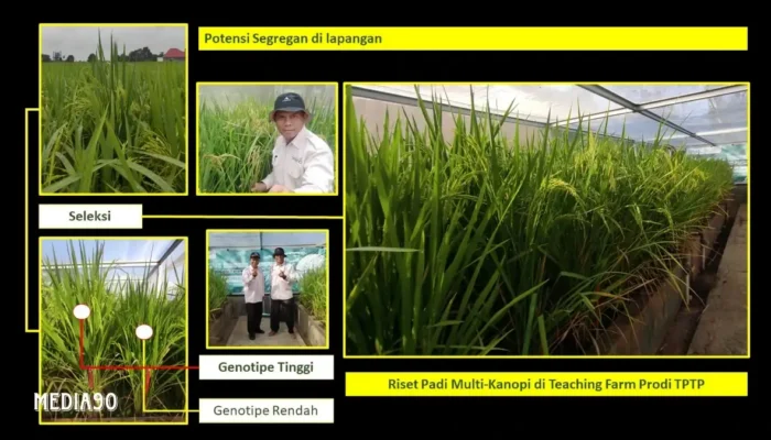 Polinela Inovasi Teknologi Produksi Padi melalui Sistem Budidaya Multi Kanopi