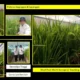 Polinela Kembangkan Teknologi Produksi Padi dengan Sistem Budidaya Multi Kanopi