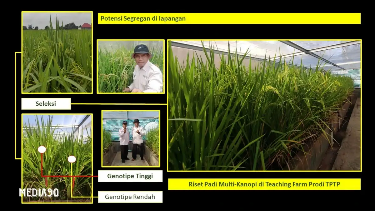 Polinela Kembangkan Teknologi Produksi Padi dengan Sistem Budidaya Multi Kanopi