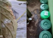 Polinela Mengidentifikasi Insektisida Nabati yang Efektif dalam Pengendalian Hama Kutu Kebul pada Tanaman Tomat