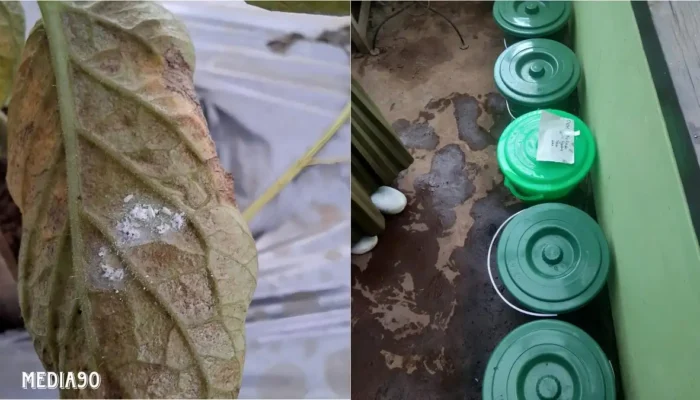 Polinela Mengidentifikasi Insektisida Nabati yang Efektif dalam Pengendalian Hama Kutu Kebul pada Tanaman Tomat