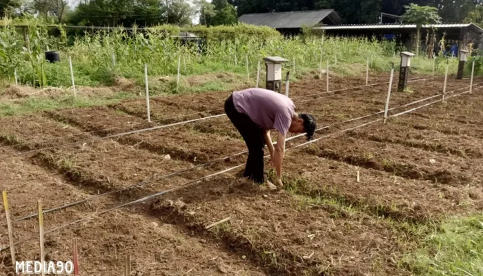 Inovasi Peneliti Polinela: Pengendalian Hayati untuk Meningkatkan Hasil Produksi Kacang Tanah