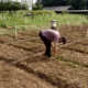 Tim Peneliti Polinela Kembangkan Pengendalian Hayati untuk Tingkatkan Produksi Kacang Tanah