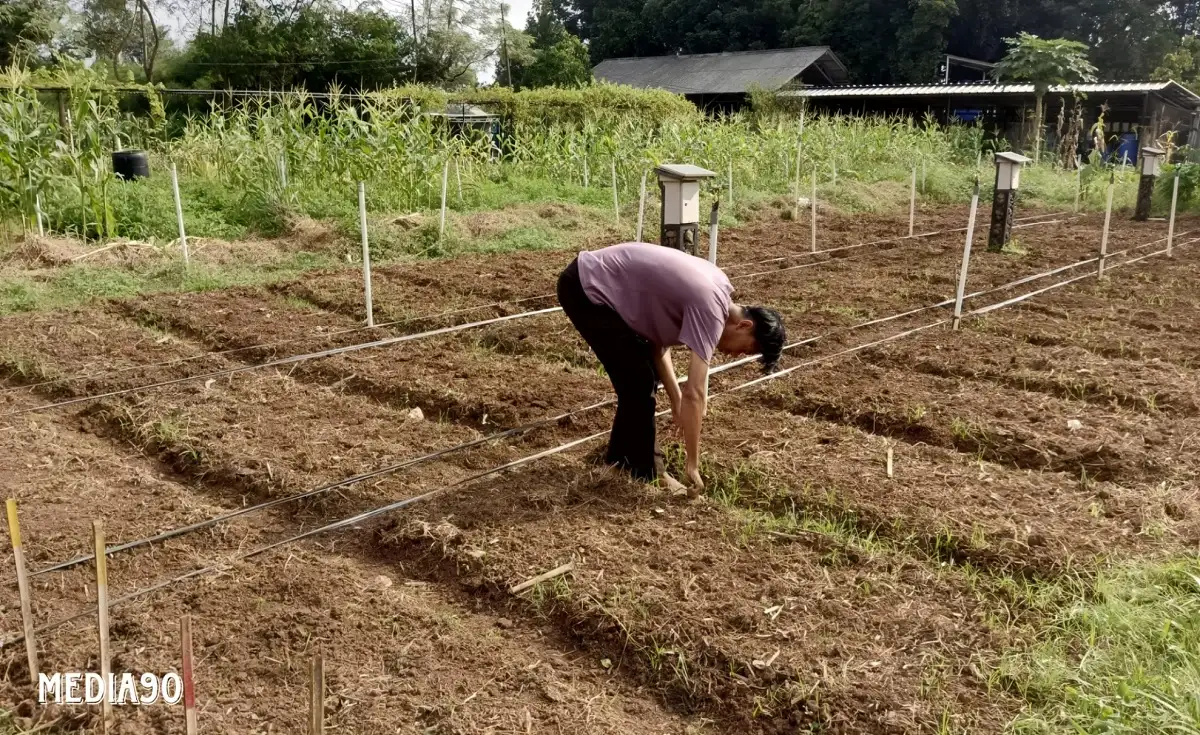 Tim Peneliti Polinela Kembangkan Pengendalian Hayati untuk Tingkatkan Produksi Kacang Tanah