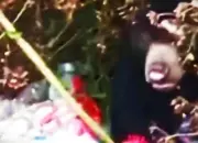 Kekhawatiran Warga Jatimulyo: Beruang Hitam Muncul Dua Kali di Pasar Liwa Lampung Barat