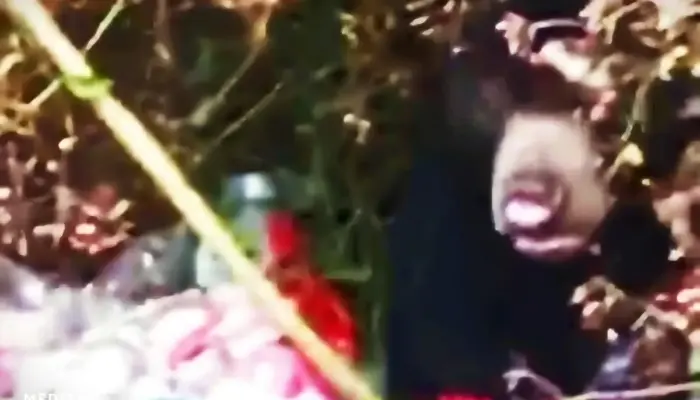 Kekhawatiran Warga Jatimulyo: Beruang Hitam Muncul Dua Kali di Pasar Liwa Lampung Barat