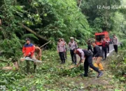 Pohon Tumbang Ancam Jalur Liwa-Krui, Polisi Terapkan Sistem Buka Tutup Jalan