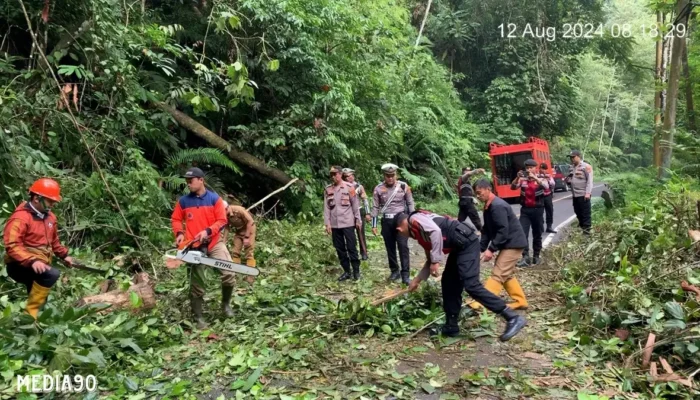 Pohon Tumbang Ancam Jalur Liwa-Krui, Polisi Terapkan Sistem Buka Tutup Jalan