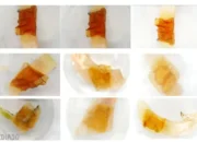 Dosen Polinela Ciptakan Edible Film Biosensor Berbahan Ekstrak Antosianin untuk Deteksi Kesegaran Ikan Gurame