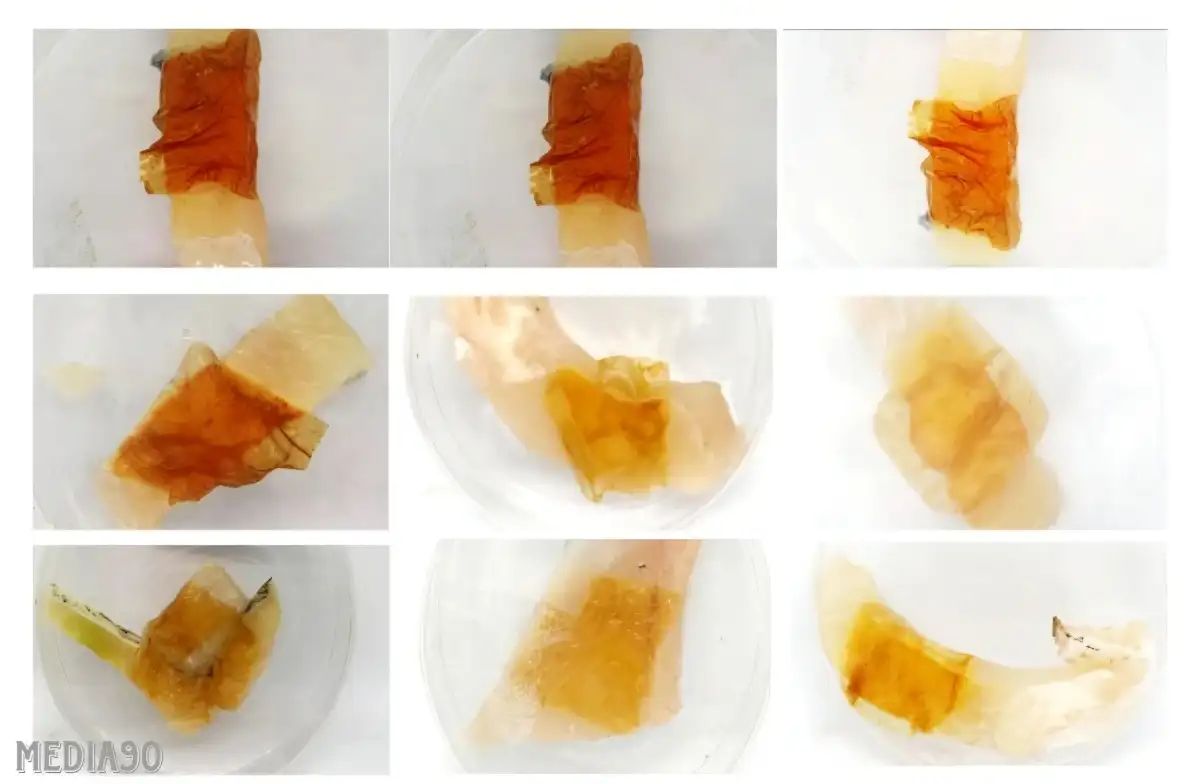 Dosen Polinela Kembangkan Biosensor Edible Film Berbasis Ekstrak Antosianin untuk Deteksi Kesegaran Ikan Gurame