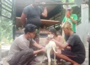 Pengembangan Booster Anti Stres untuk Domba oleh Dosen Agribisnis Peternakan Polinela