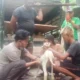 Dosen Polinela Prodi Agribisnis Peternakan Kembangkan Booster Anti Stress pada Domba