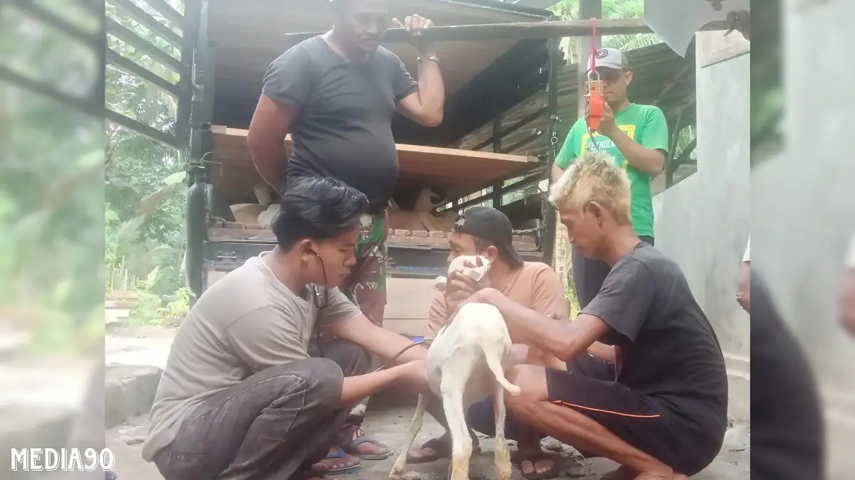 Dosen Polinela Prodi Agribisnis Peternakan Kembangkan Booster Anti Stress pada Domba