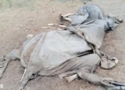 Gajah Liar Ditemukan Mati Lagi di Taman Nasional Way Kambas Lampung Timur