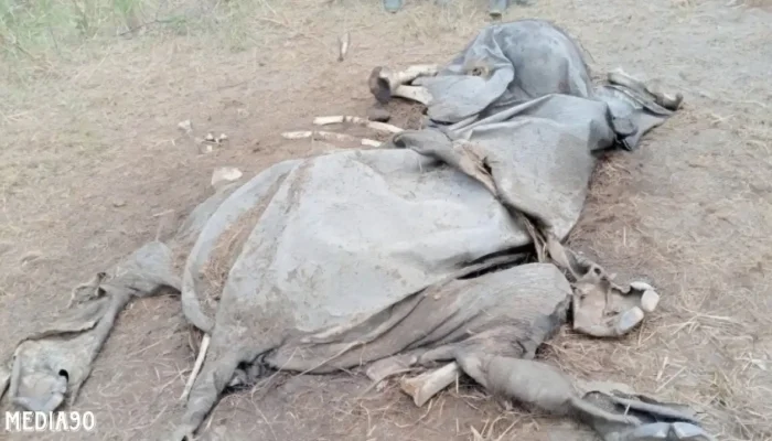 Gajah Liar Ditemukan Mati Lagi di Taman Nasional Way Kambas Lampung Timur