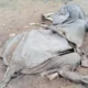 Lagi, Seekor Gajah Liar Ditemukan Mati di Taman Nasional Way Kambas Lampung Timur