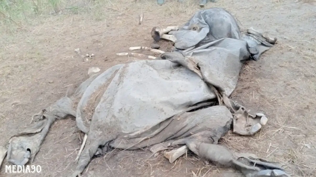 Lagi, Seekor Gajah Liar Ditemukan Mati di Taman Nasional Way Kambas Lampung Timur