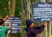 Penebangan Mangrove Greenbelt di Bumi Dipasena Agung Picu Kerusakan Lingkungan