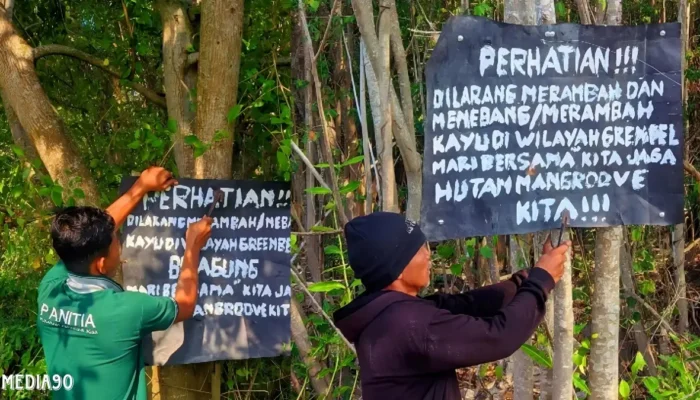 Penebangan Mangrove Greenbelt di Bumi Dipasena Agung Picu Kerusakan Lingkungan