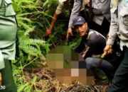Potongan Kaki Petani yang Tewas Diterkam Harimau di Suoh Lampung Barat Ditemukan