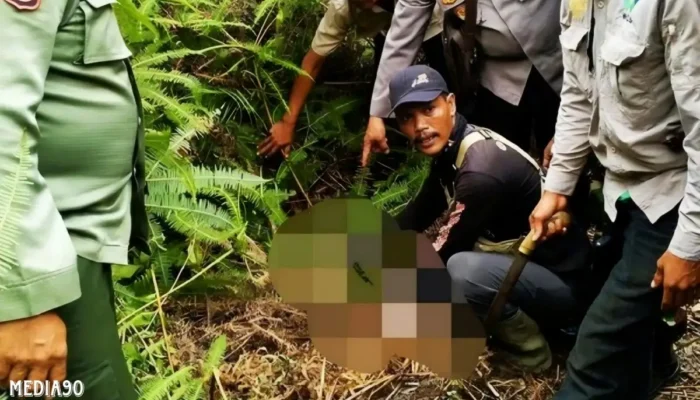 Potongan Kaki Petani yang Tewas Diterkam Harimau di Suoh Lampung Barat Ditemukan