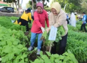 Panen Raya Sayuran Sambut Dies Natalis ke-59 Unila, Hasil dari Lomba Tanam Sayur