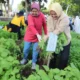 Sambut Dies Natalis ke-59, Unila Panen Raya Sayuran Hasil Lomba Nanam Sayur