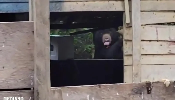 Beruang Terlihat di Pemukiman Balik Bukit Lampung Barat, Warga Diimbau Tingkatkan Kewaspadaan