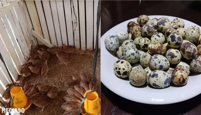 Penelitian Dosen Polinela Terhadap Burung Puyuh dengan Sistem Pemeliharaan Tanpa Kandang
