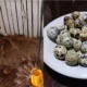 Dosen Polinela Teliti Burung Puyuh dengan Sistem Pemeliharaan Cage-Free