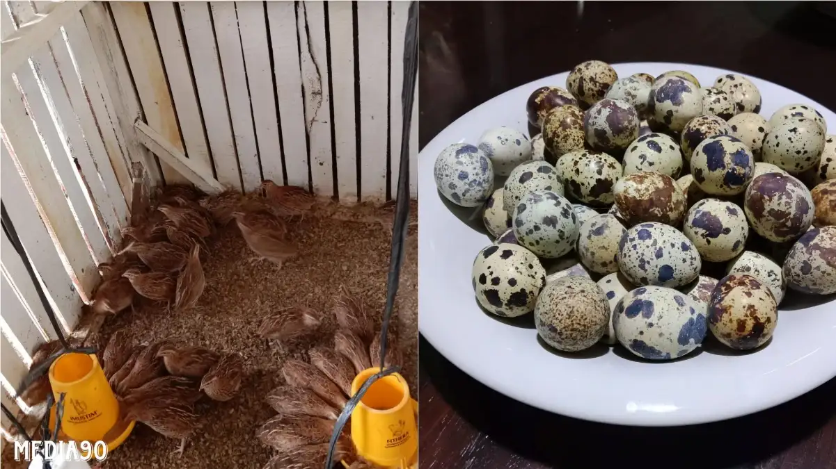 Dosen Polinela Teliti Burung Puyuh dengan Sistem Pemeliharaan Cage-Free