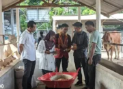 Implementasi Teknologi Smart Cow Farming oleh Dosen dan Mahasiswa Teknokrat di DiBa Farm, Lampung Selatan