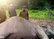 Gajah Liar Ditemukan Mati di TNWK Lampung Timur, Penyebab Masih Misteri