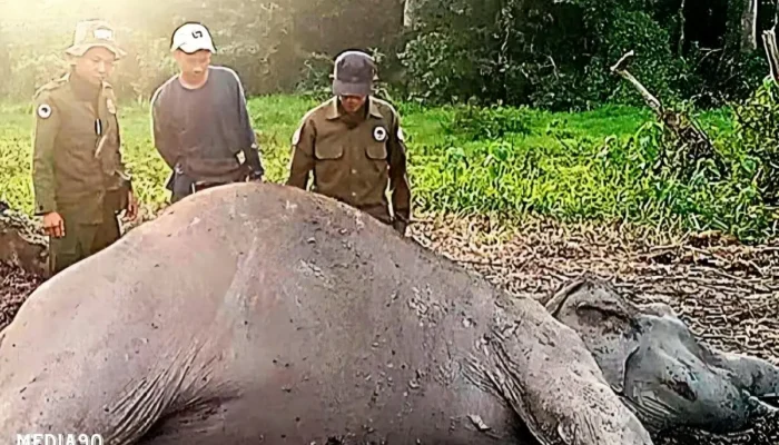 Gajah Liar Ditemukan Mati di TNWK Lampung Timur, Penyebab Masih Misteri