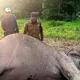 Gajah Liar Dewasa Ditemukan Mati di TNWK Toto Projo Lampung Timur, Penyebab Kematian Masih Diselidiki