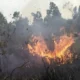 Hampir 350 Hektar Lahan di Way Kambas Lampung Timur Terbakar, Trenggiling Ditemukan Mati