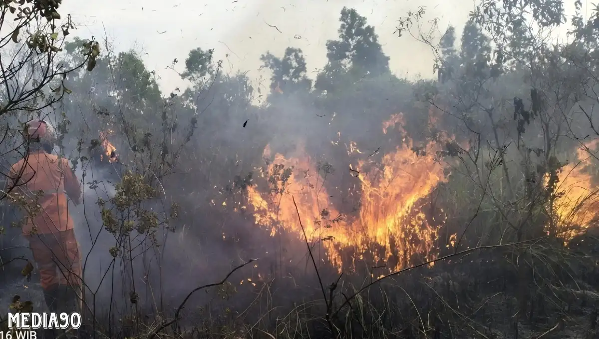 Hampir 350 Hektar Lahan di Way Kambas Lampung Timur Terbakar, Trenggiling Ditemukan Mati