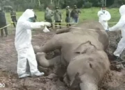 Empat Gajah di Way Kambas Mati Secara Mendadak dalam Setahun, Penyakit Misterius Diduga Penyebabnya
