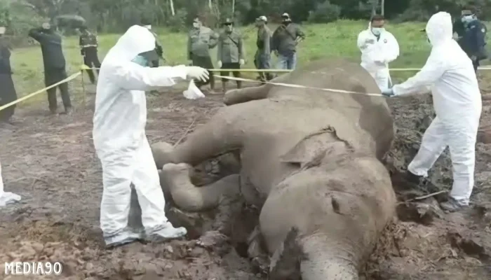 Empat Gajah di Way Kambas Mati Secara Mendadak dalam Setahun, Penyakit Misterius Diduga Penyebabnya