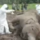 Setahun Empat Gajah di Way Kambas Lampung Timur Mati Mendadak, Diduga Terserang Penyakit Misterius