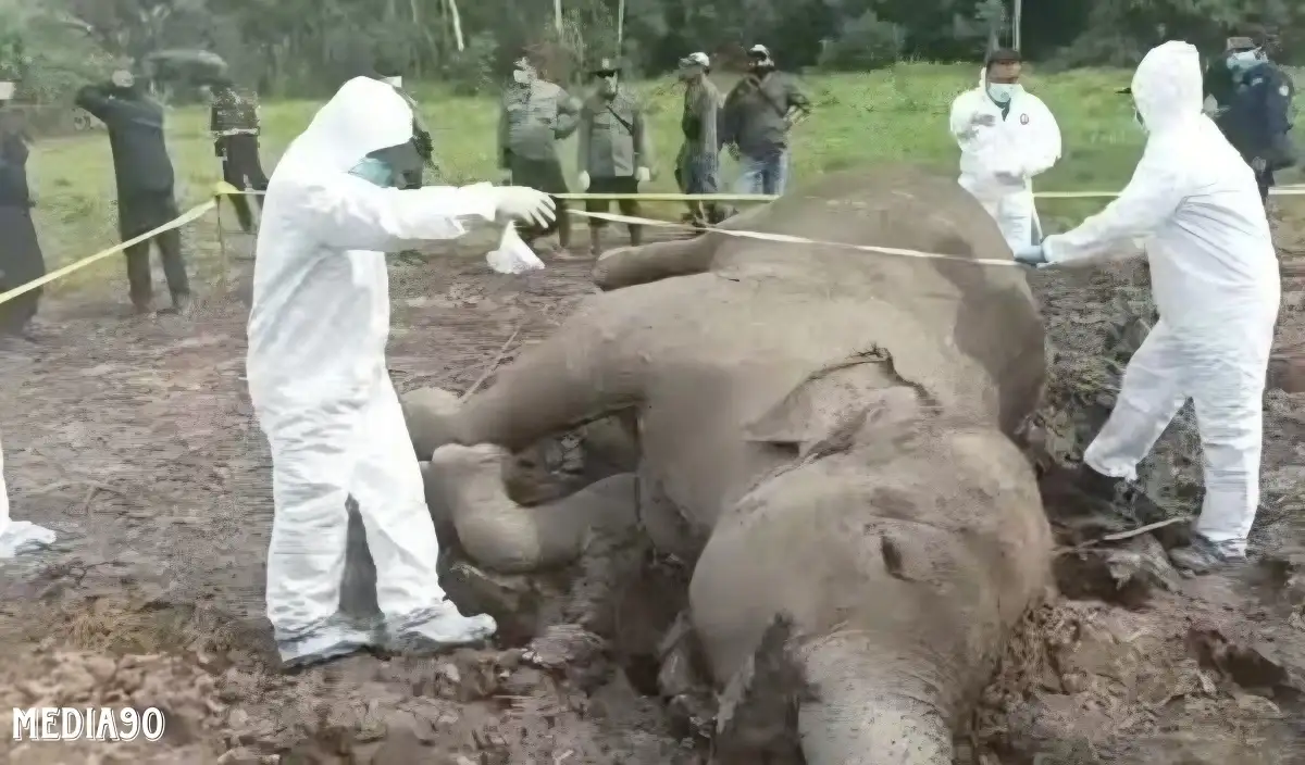 Setahun Empat Gajah di Way Kambas Lampung Timur Mati Mendadak, Diduga Terserang Penyakit Misterius