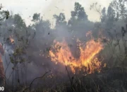BMKG Pantau Titik Panas di Lima Kabupaten Lampung: Waspada Ancaman Kebakaran Hutan dan Lahan