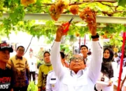 Pringsewu Resmi Jadi Kabupaten Anggur Pertama di Indonesia, Pj. Gubernur Lampung Gelar Panen Perdana