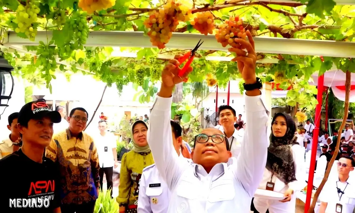 Pj. Gubernur Lampung Panen Perdana, Pringsewu Ditetapkan Jadi Kabupaten Anggur Pertama di Indonesia