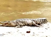 Tragis! Warga Bumi Sentosa Dipasena Rawajitu Timur Hilang Diserang Buaya Saat Memancing di Kanal Besar
