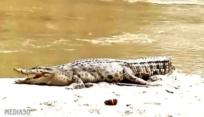 Tragis! Warga Bumi Sentosa Dipasena Rawajitu Timur Hilang Diserang Buaya Saat Memancing di Kanal Besar