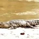 Seorang Warga Bumi Sentosa Dipasena Rawajitu Timur Hilang Diserang Buaya saat Cari Ikan di Kanal Besar