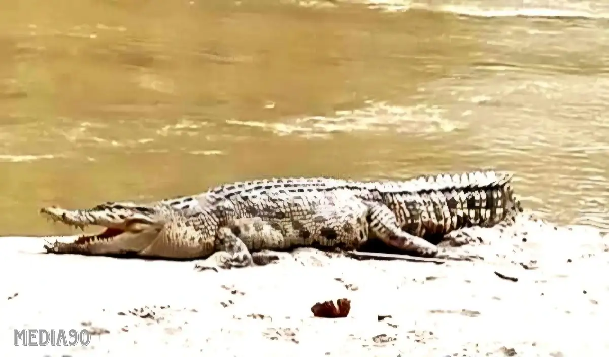 Seorang Warga Bumi Sentosa Dipasena Rawajitu Timur Hilang Diserang Buaya saat Cari Ikan di Kanal Besar
